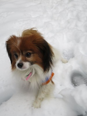 2014-2-15 今年二度目の大雪に (59)