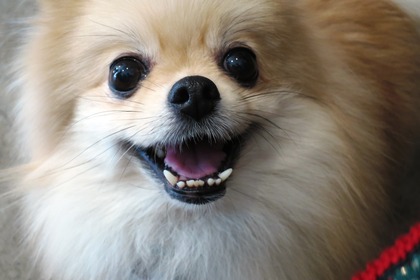 2016(H28)-12-10 第23回里親会・白金台 (21)