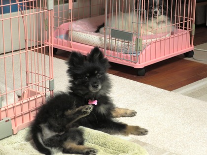 2017(H29)-10-27 Ƥ (6)