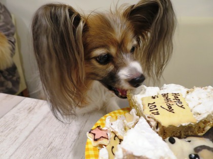 2014(H26)-11-23 ロビン18歳誕生会 (120)