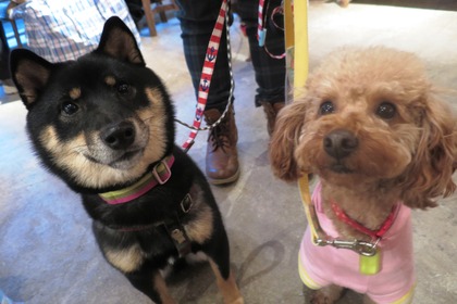 2016(H28)-12-10 第23回里親会・白金台 (35)