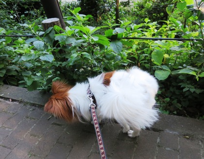 2018(H30)-6-30 ���������˥å���ī���� (9)