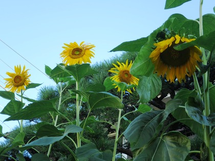 2017(H29)-8-9 ËÜÆü37¡îͽÁÛ¤ÎÁáÄ« (25)