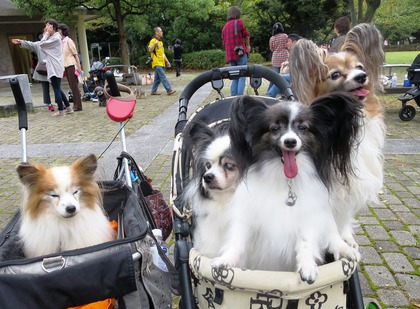 2015(H27)-10-11 お台場潮風公園 (11)