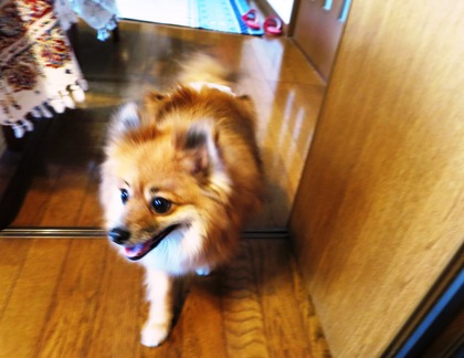 2019(H31)-2-16 ディアのトライアル (4)