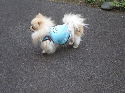 2017(H29)-2-8 水仙の庭で (9)