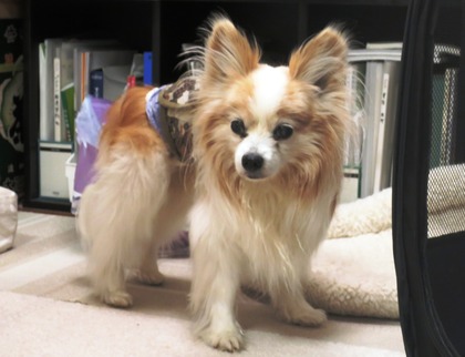 2019(H31)-3-7 ӥӥΥե (14)