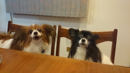 2014-11-17 ȥ饤11 ʥʤɤ