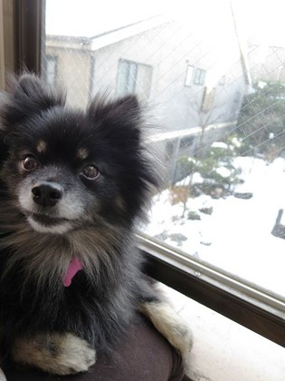 2018(H30)-1-23 4年振りの大雪の翌日 (2)