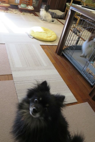 2018(H30)-2-6 お行儀よく待ちます (1)