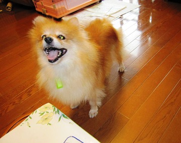 ねぇ、 遊んでよ_20110803_02