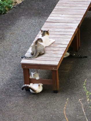 2017(H29)-7-31 Ǥ¬Í褿 (4)