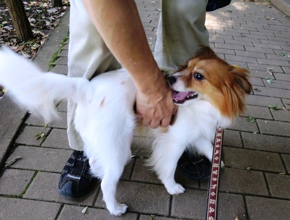 2018(H30)-6-30 ���������˥å���ī���� (7)