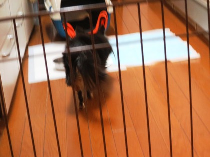 2018(H30)-2-24 キャリーから出て来た (1)