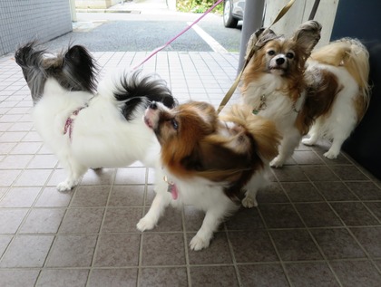 大人しく待てないの! (3)