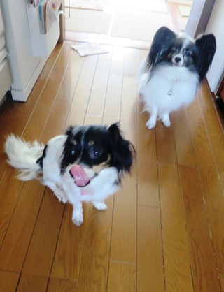 2015(H27)-11-19 ���Ĥ��ī (11)