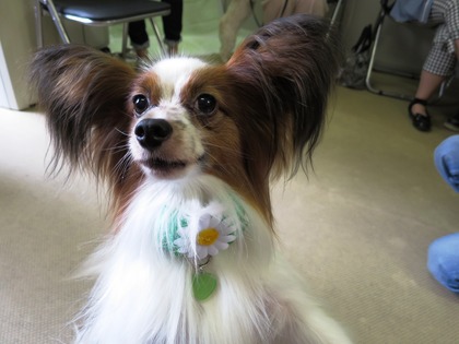 2016(H28)-7-16 ��17��Τ�Ʋ���� (3)