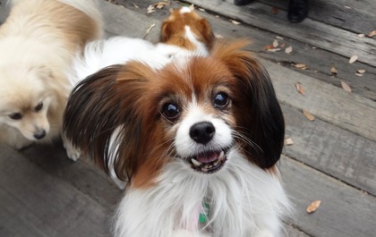 田奈ラン(たいよう母)03