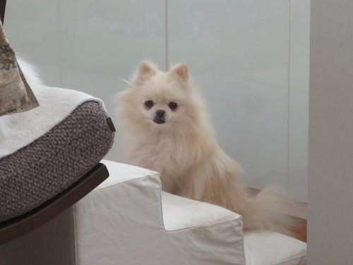 2020(R2)-11-5 ミルキーの修行 (7)