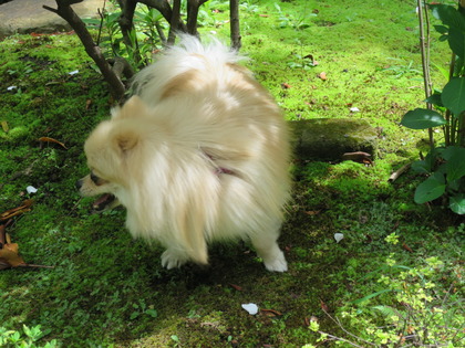 2017-4-18 �ͷ�β��������� (2)