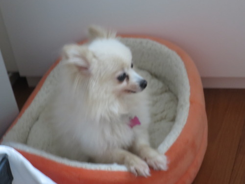 ご飯はケージで寛ぎは隅っこで 2020(R2)-1-8 (2)