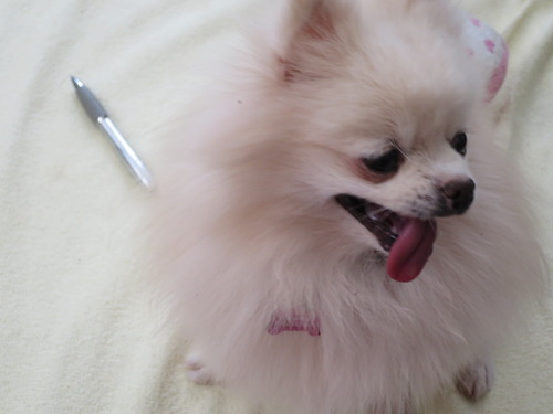 2020(R2)-10-27 ボールペンかじるミルキー (2)