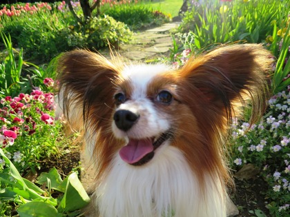 2016(H28)-4-17 代々木公園 (35)