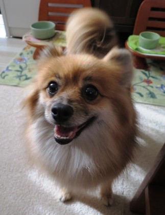 2018(H30)-12-26 朝のバトル (10)