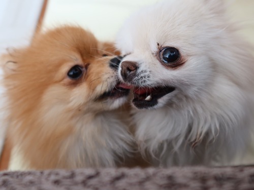 2021(R3)-2-25 ママがご飯の最中は (4)