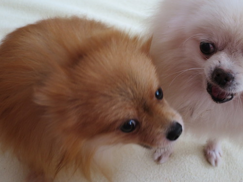 2020(R2)-10-20 今日も大好き❤ (2)