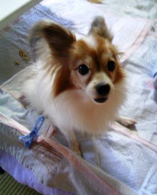 080923 ���Ф�����ޤΥ٥å�