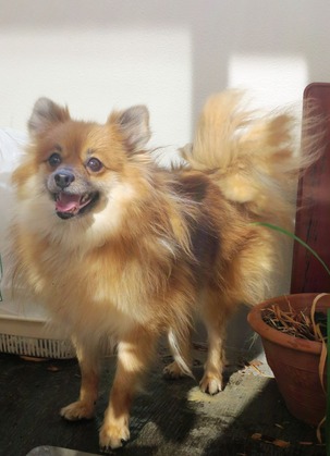 2ÆüÌܤÎÄ« (19)