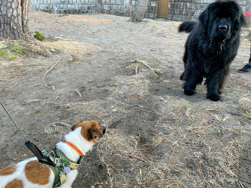 2021-2-3 ニュファンドランド