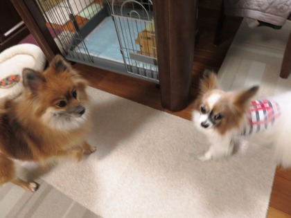 2018(H30)-12-24 ディアが生まれ変わった日 (12)