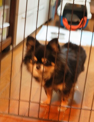 2018(H30)-2-24 キャリーから出て来た (3)