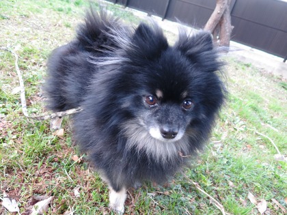 2018(H30)-3-12 春が来てるね! (34)