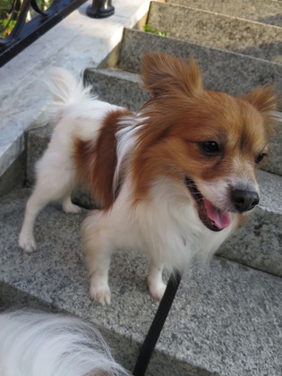 2018(H30)-5-24 ¼«Í³¤¬µÖ¥Ù¥Ë¥¹¤Ø (15)