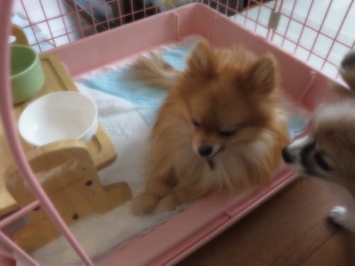 2020(R2)-11-24 ミルチャの食事事情 (7)