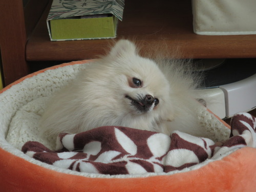 2020(R2)-11-16 ポーリポリ (6)