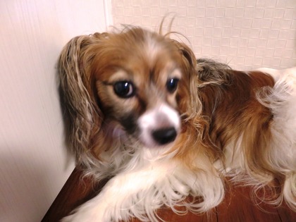 2014(H26)-11 梅雨のマッタリ (5)