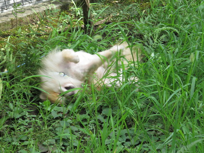 2017(H29)-8-12 ¥â¥µ¥â¥µ¤ÎÄí¤Ç (6)