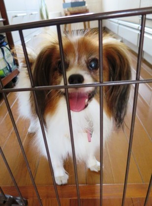 2014−9−21勝手に閉じ込められました (6)