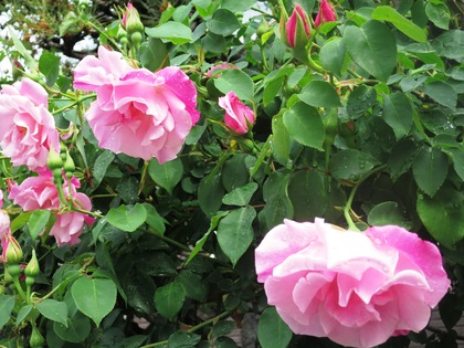 2019(H31)-4-25  夬βֻ (20)