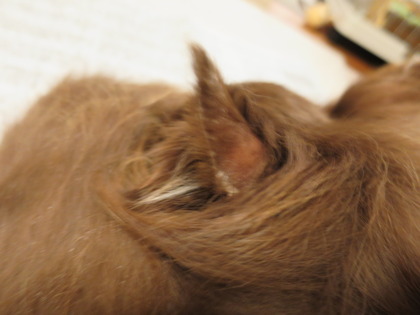 2014-12-4 (2)