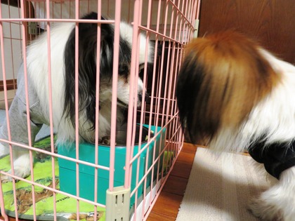 2014-1-26 食事事情 (1)