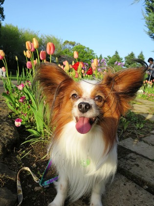 2016(H28)-4-17 代々木公園 (32)