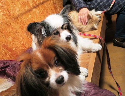 2013-12-8 田奈ラン(ケイトプチオフ会) (89)