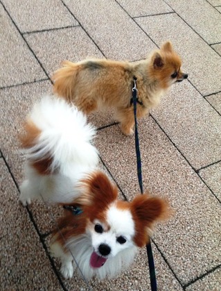 2017(H29)-10-4 トライアル9日目