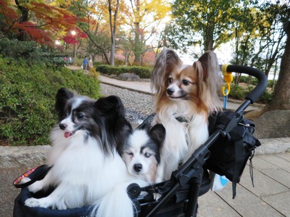 2014(H26)-11-23 ロビン18歳誕生会 (48)