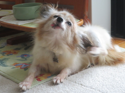 2020(R2)-9-2 退屈なファラ (13)